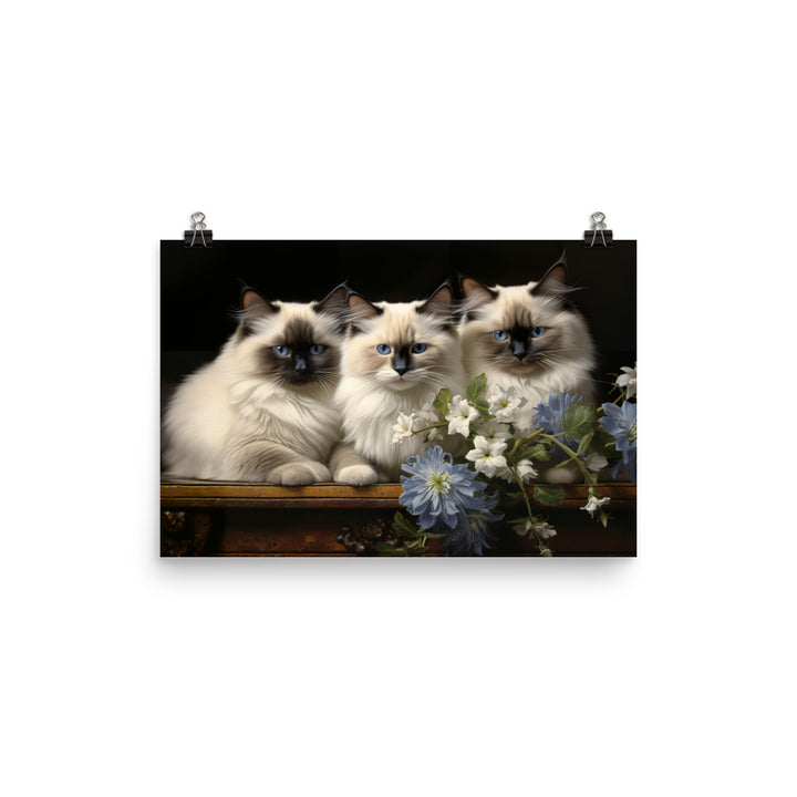 Birman Photo paper poster - PosterfyAI.com