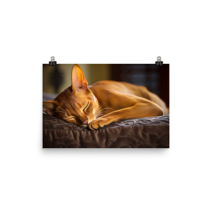 Abyssinian Photo paper poster - PosterfyAI.com