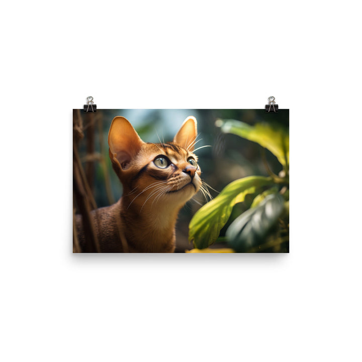Abyssinian Photo paper poster - PosterfyAI.com