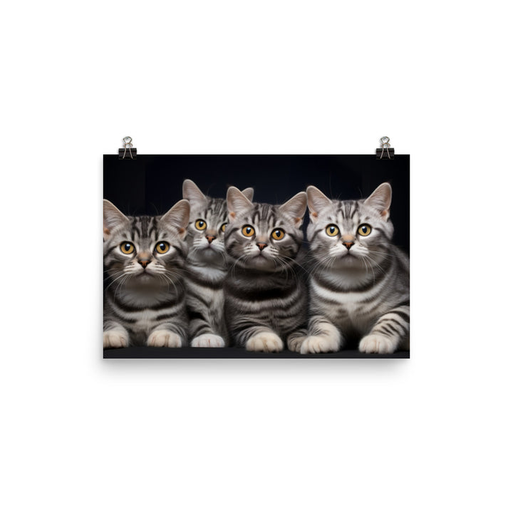 American Shorthair Photo paper poster - PosterfyAI.com