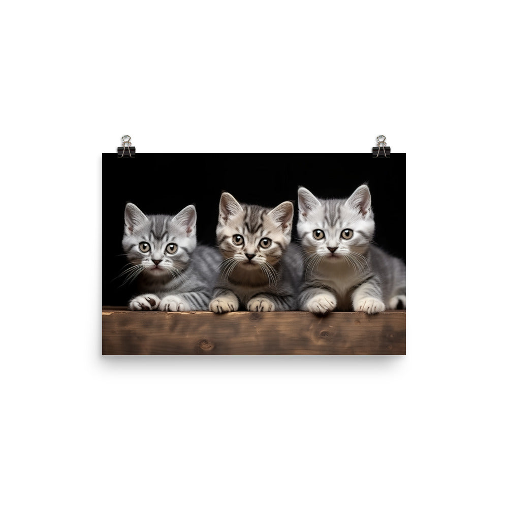 American Shorthair Photo paper poster - PosterfyAI.com
