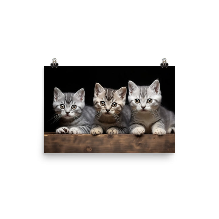 American Shorthair Photo paper poster - PosterfyAI.com