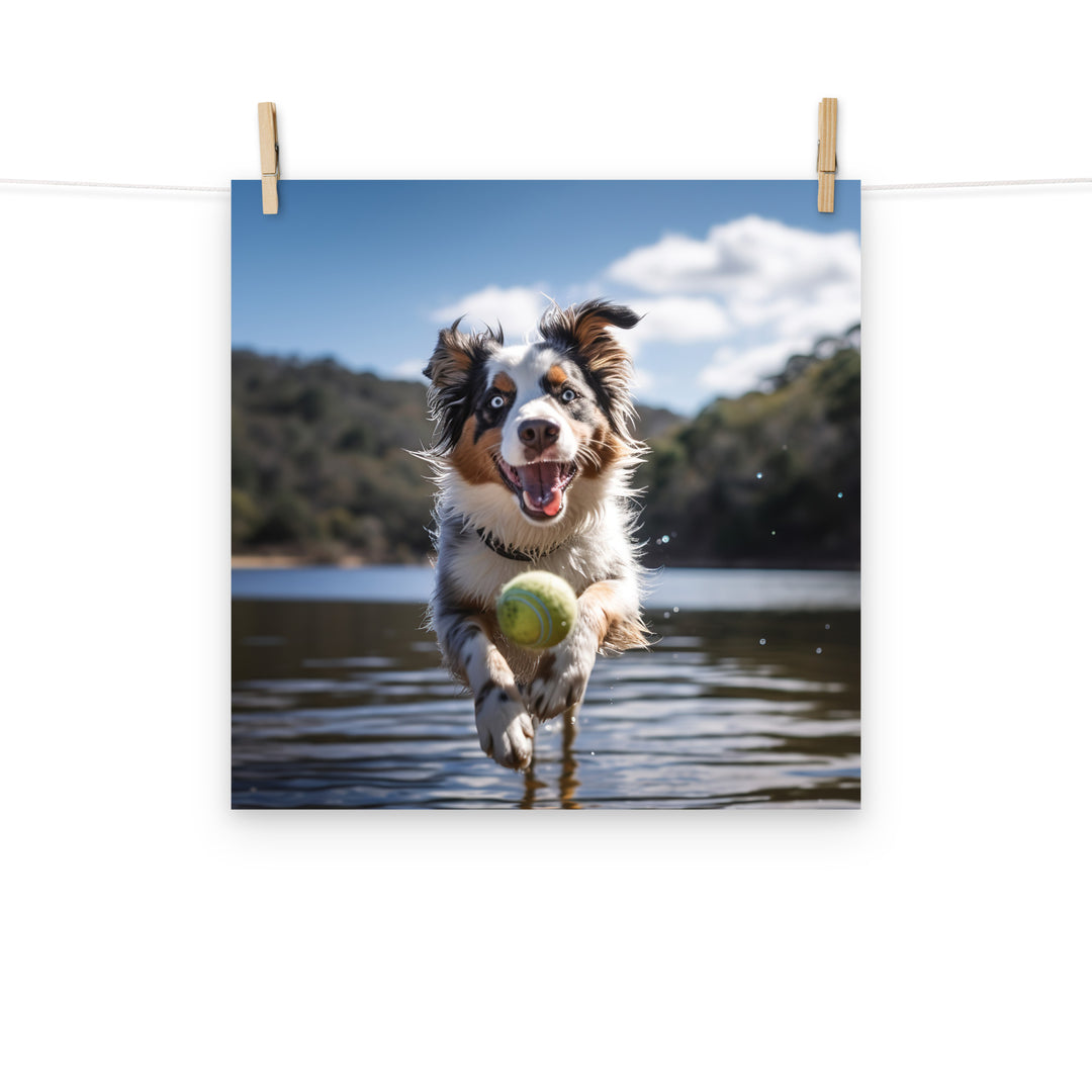 Australian Shepherd Photo paper poster - PosterfyAI.com
