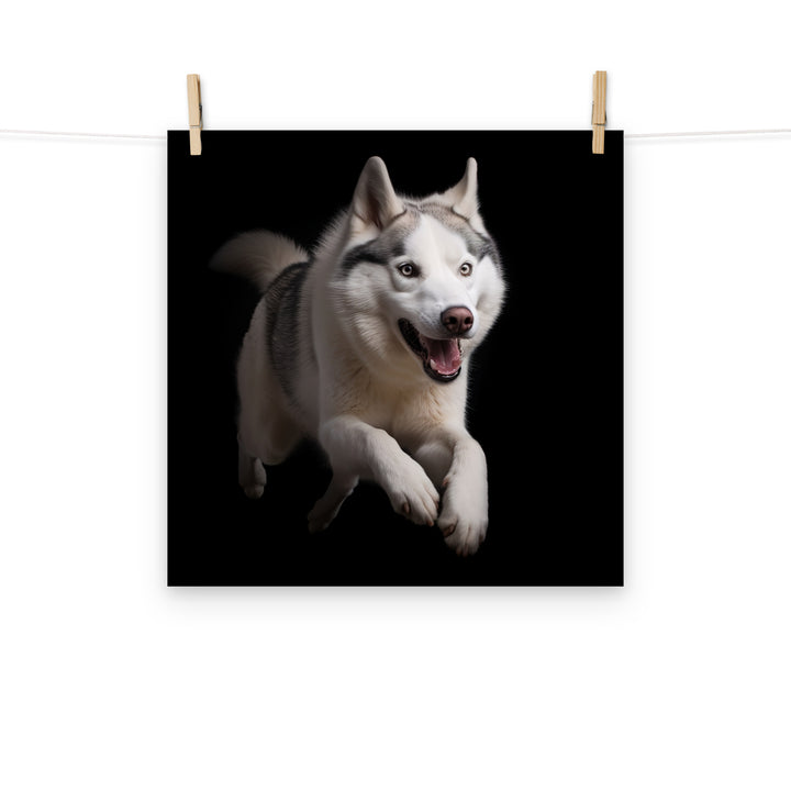 Siberian Husky Photo paper poster - PosterfyAI.com