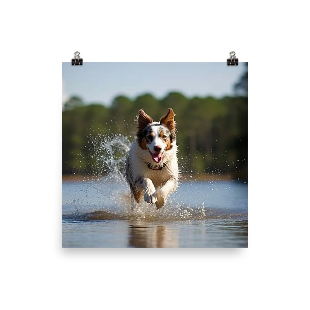 Australian Shepherd Photo paper poster - PosterfyAI.com