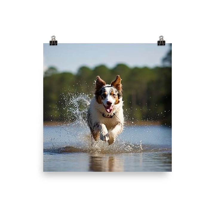 Australian Shepherd Photo paper poster - PosterfyAI.com
