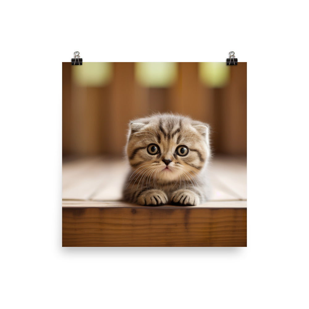 Scottish Fold Kitten Photo paper poster - PosterfyAI.com