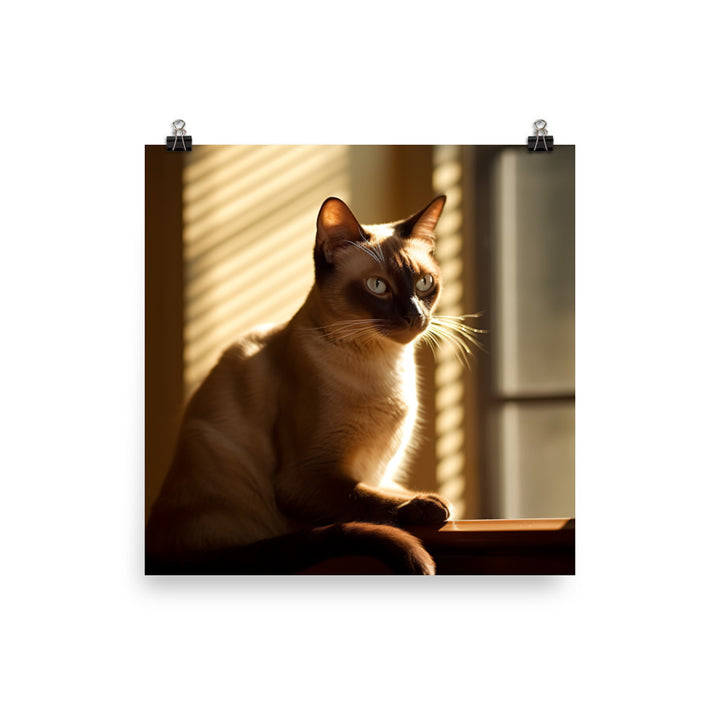 Siamese in Sunlit Splendor Photo paper poster - PosterfyAI.com