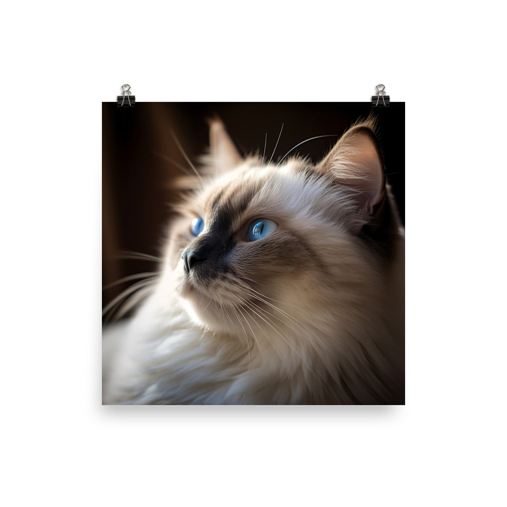 Birman Cat Photo paper poster - PosterfyAI.com