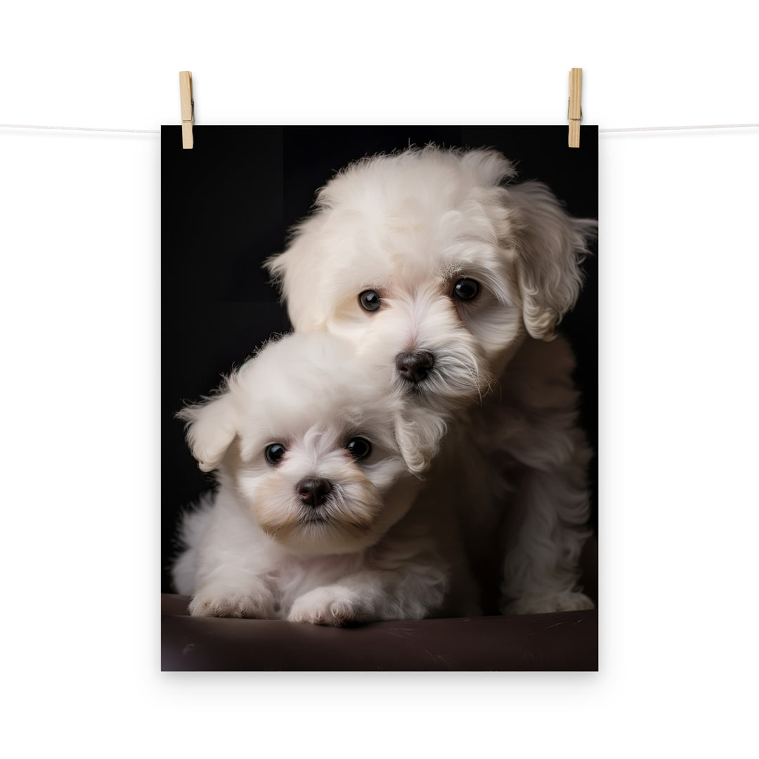 Bichon Frise Photo paper poster - PosterfyAI.com