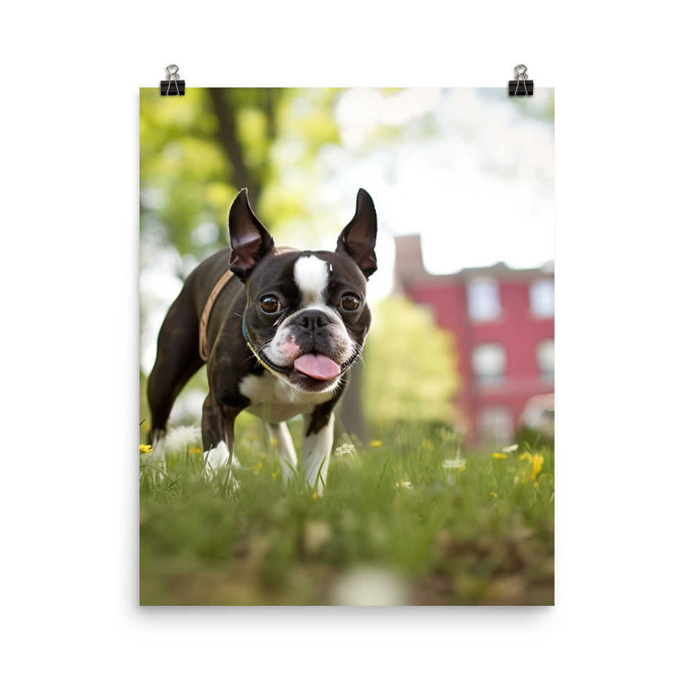 Spunky Boston Terrier in the Park Photo paper poster - PosterfyAI.com