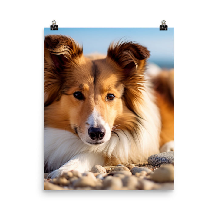 Shetland Sheepdog Relaxing on the Beach Photo paper poster - PosterfyAI.com