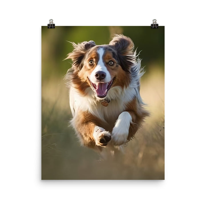 Australian Shepherd Photo paper poster - PosterfyAI.com