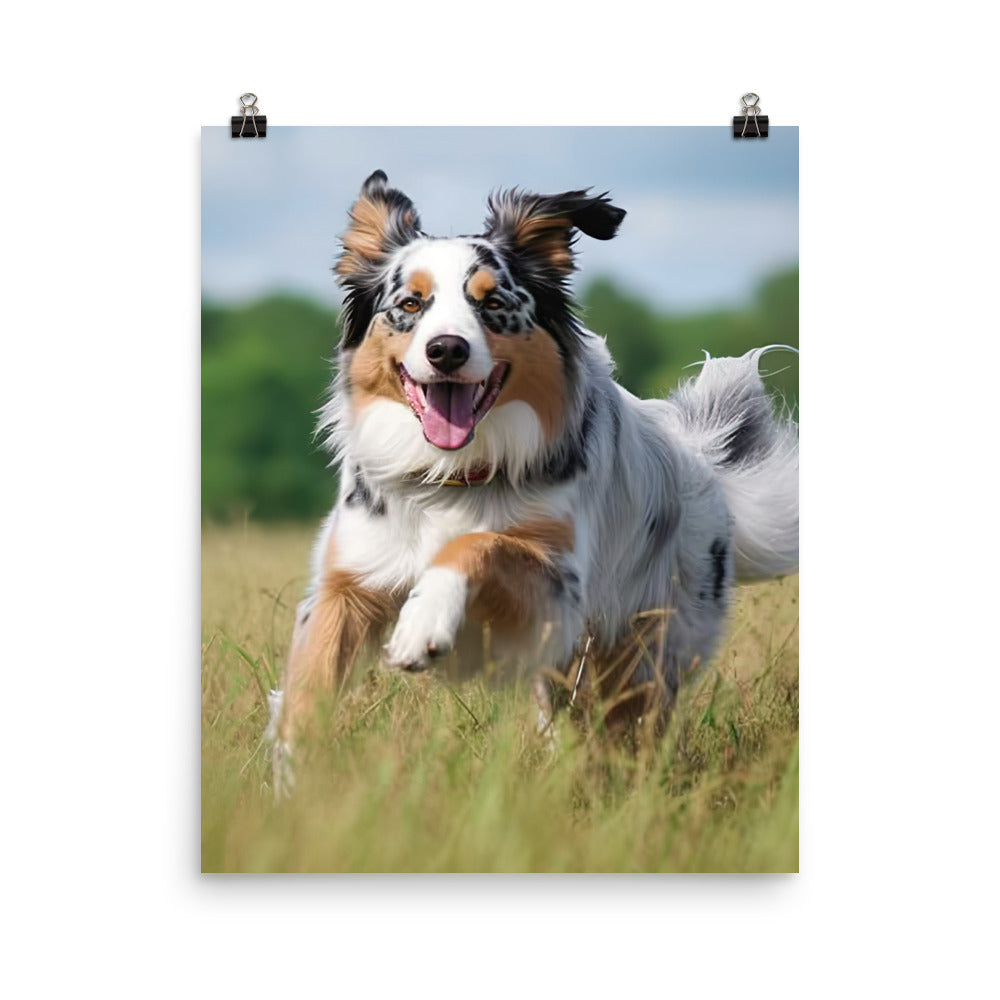 Australian Shepherd Photo paper poster - PosterfyAI.com