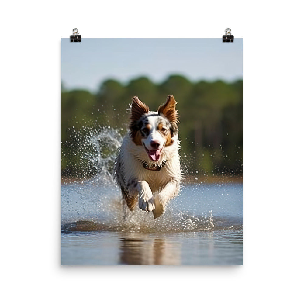 Australian Shepherd Photo paper poster - PosterfyAI.com