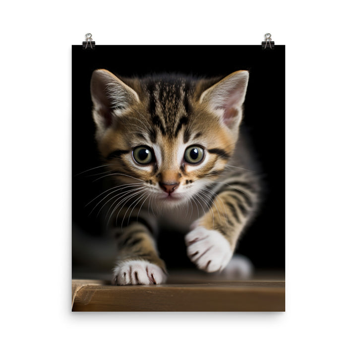 American Shorthair Cat Photo paper poster - PosterfyAI.com