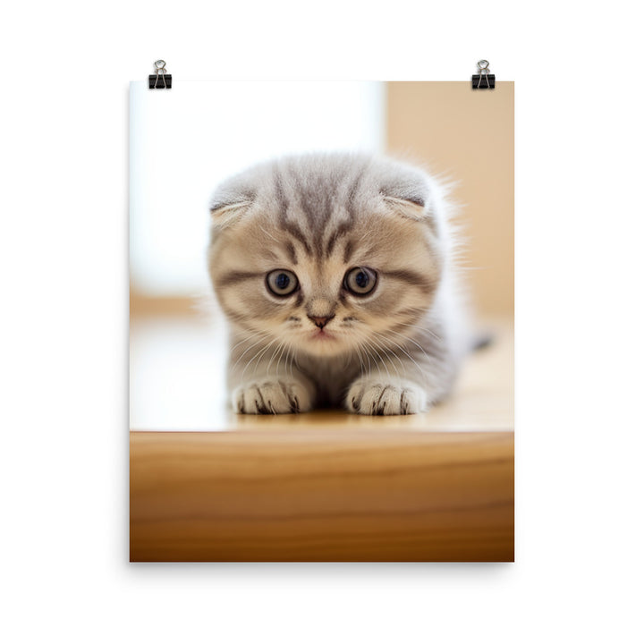 Scottish Fold Kitten Photo paper poster - PosterfyAI.com
