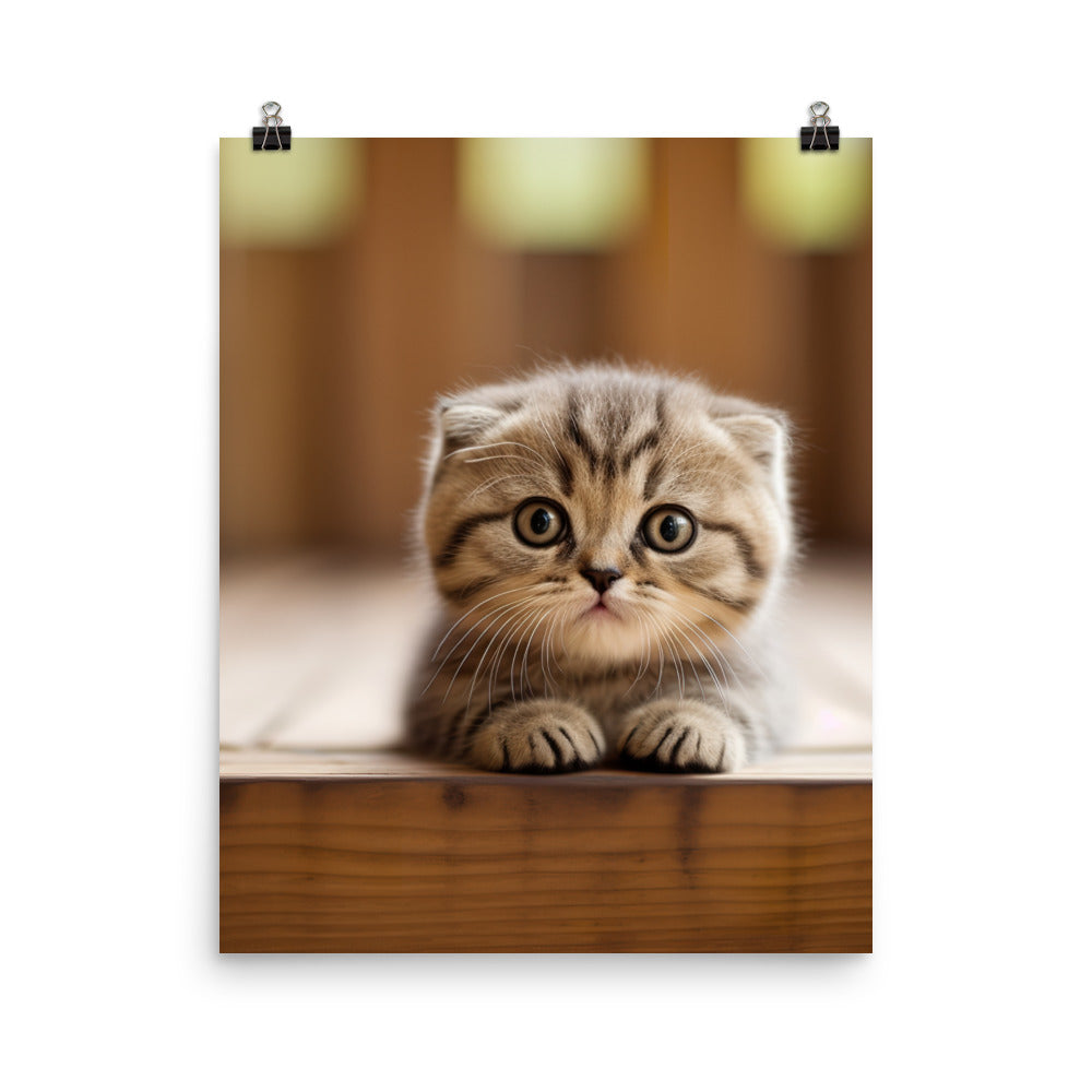 Scottish Fold Kitten Photo paper poster - PosterfyAI.com