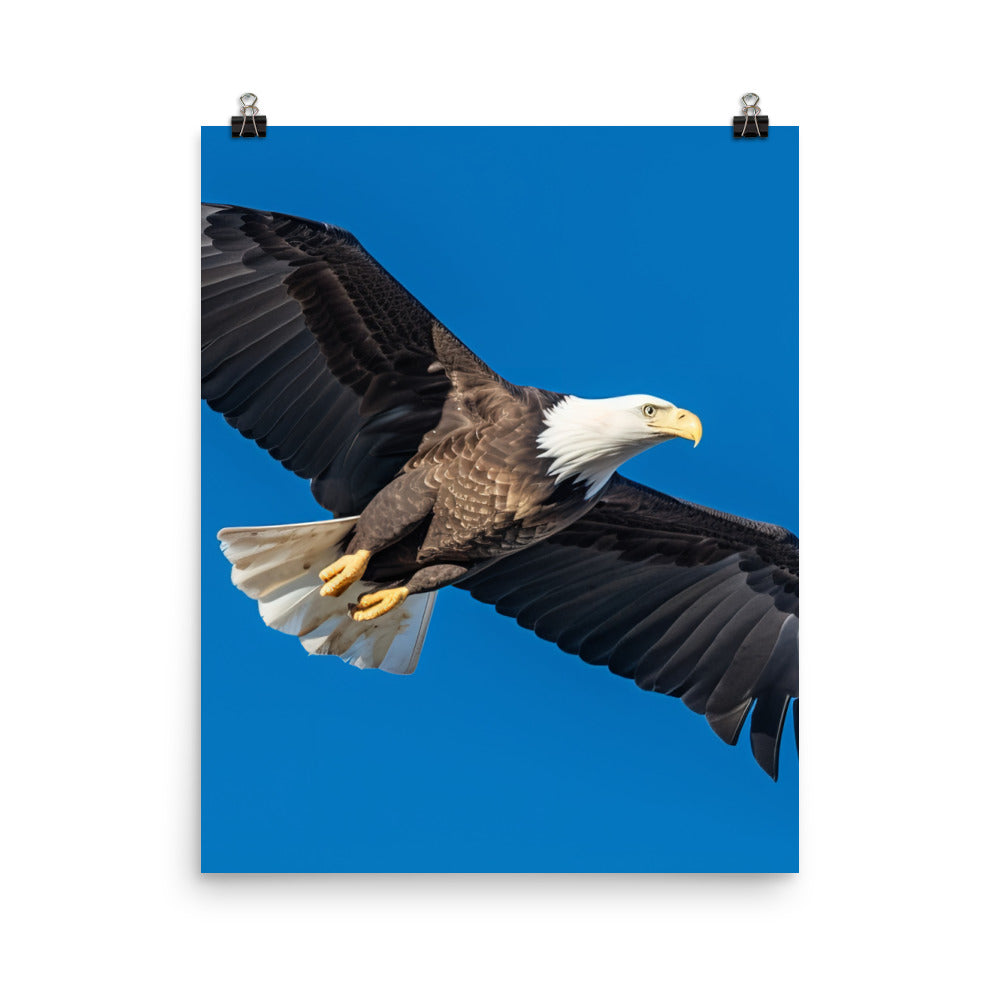 Beautiful Bald Eagle in Flight Against the Blue Sky Photo paper poster - PosterfyAI.com