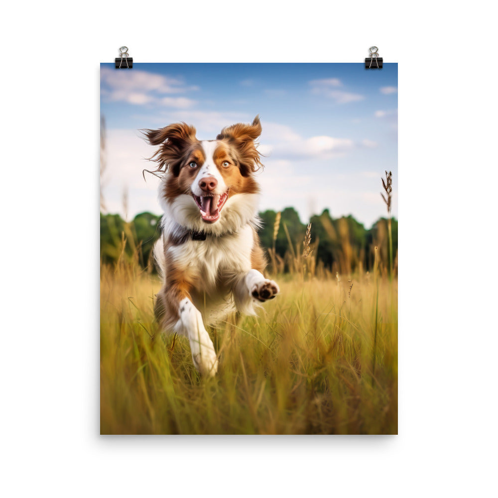 Australian Shepherd in action Photo paper poster - PosterfyAI.com
