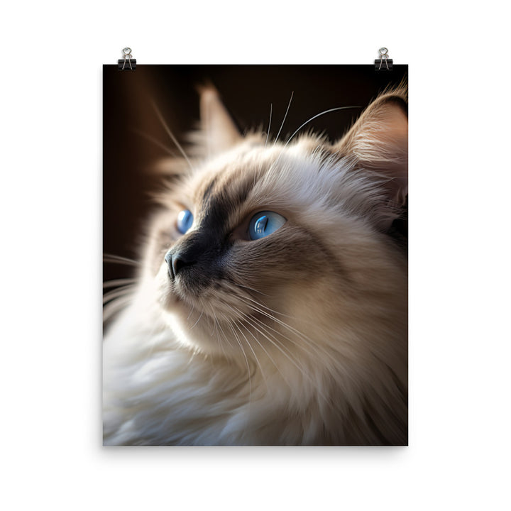 Birman Cat Photo paper poster - PosterfyAI.com