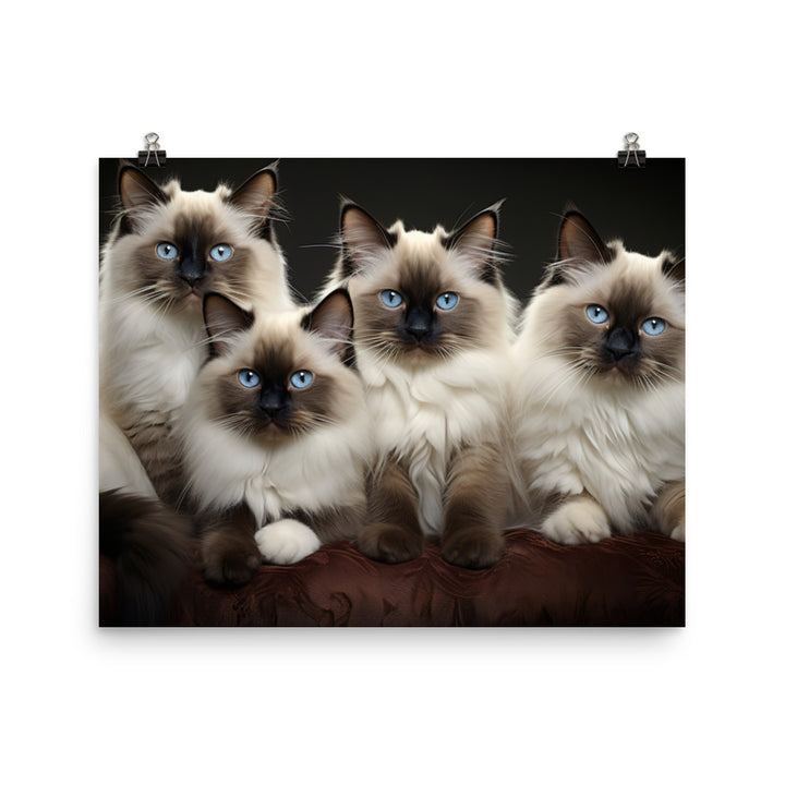 Birman Photo paper poster - PosterfyAI.com