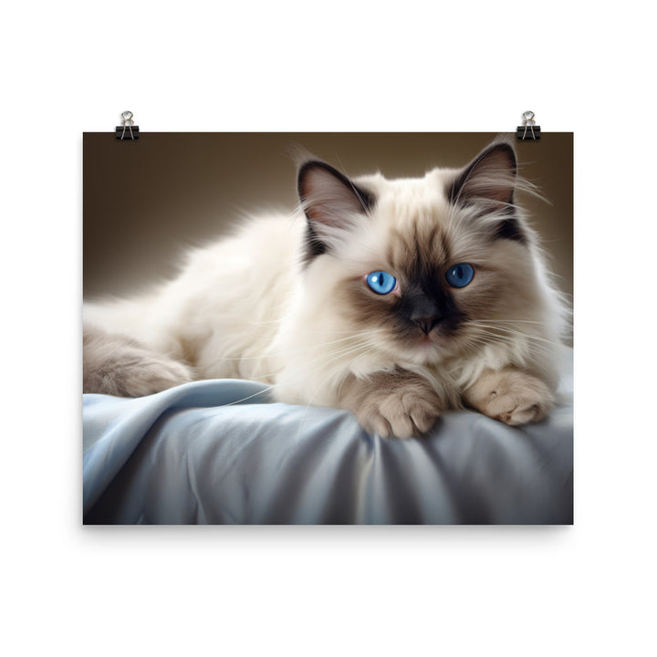 Birman Photo paper poster - PosterfyAI.com