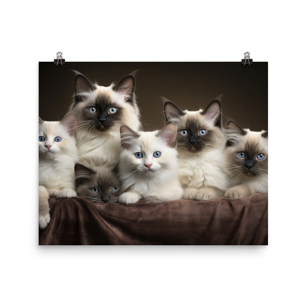 Birman Photo paper poster - PosterfyAI.com