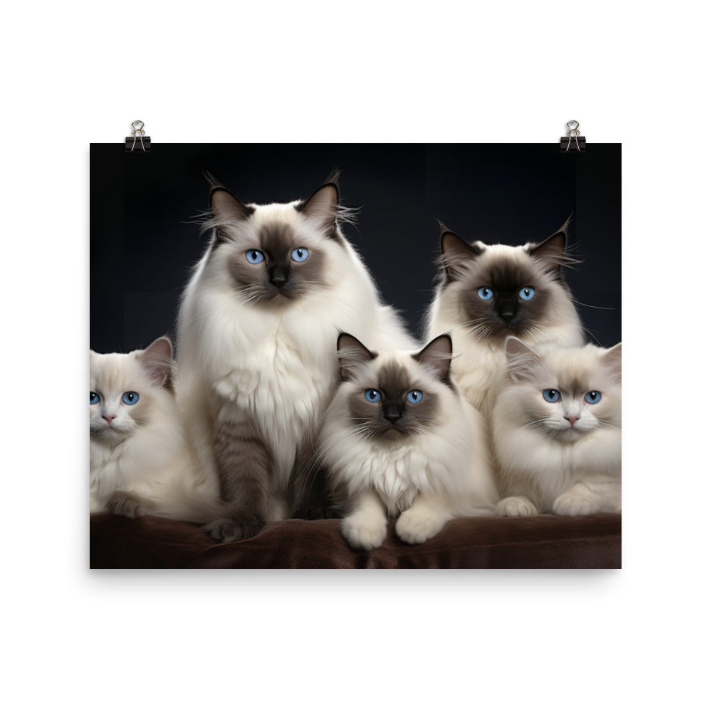 Birman Photo paper poster - PosterfyAI.com