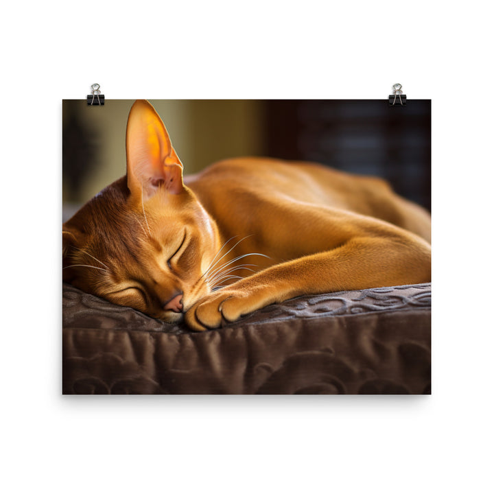 Abyssinian Photo paper poster - PosterfyAI.com