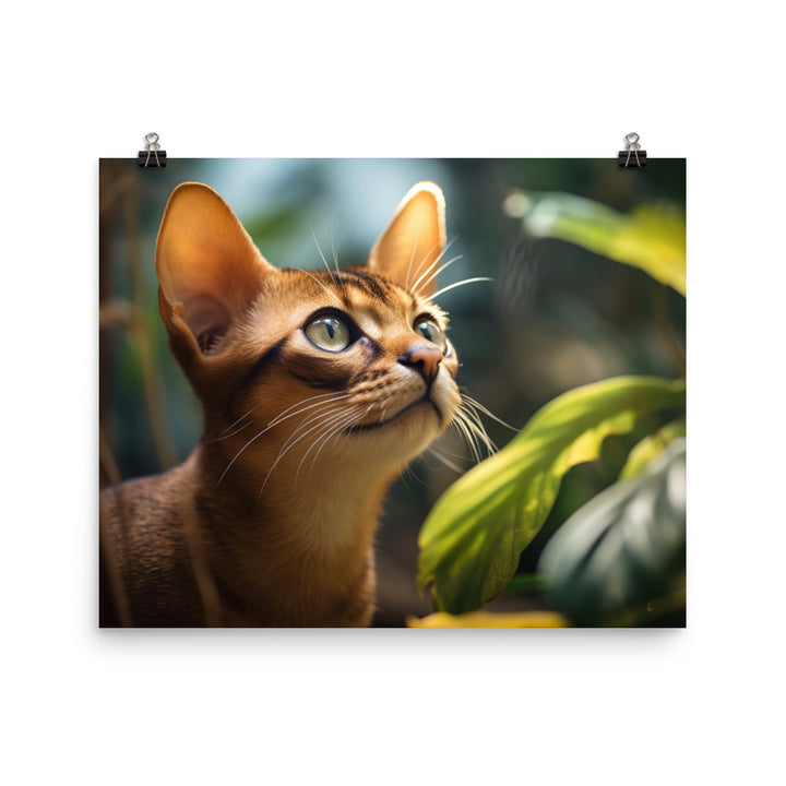 Abyssinian Photo paper poster - PosterfyAI.com