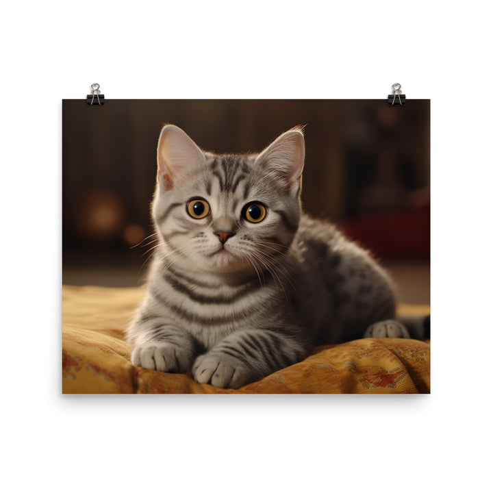 American Shorthair Photo paper poster - PosterfyAI.com