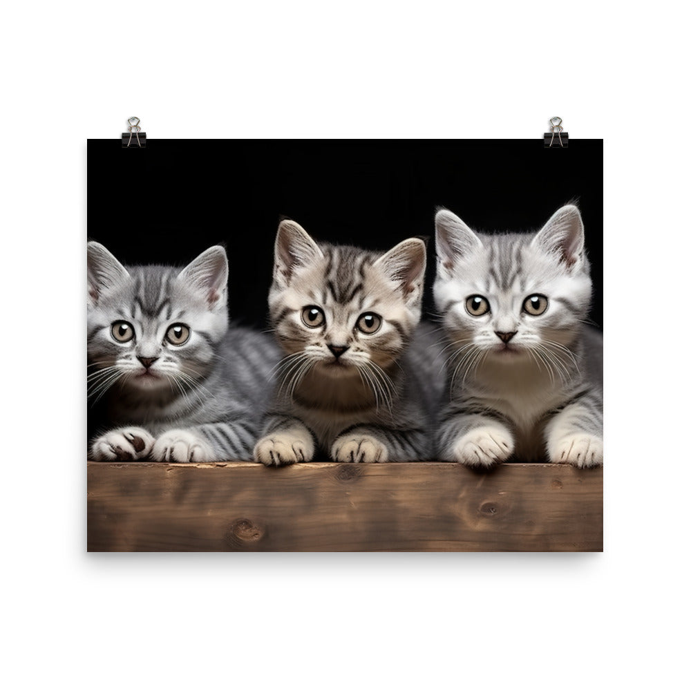 American Shorthair Photo paper poster - PosterfyAI.com