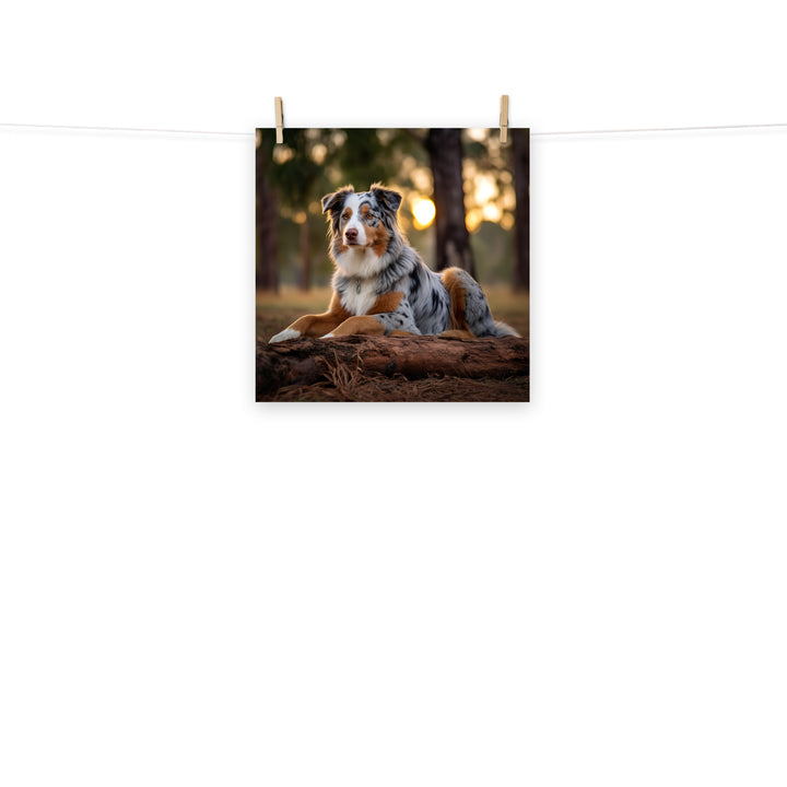 Australian Shepherd Photo paper poster - PosterfyAI.com