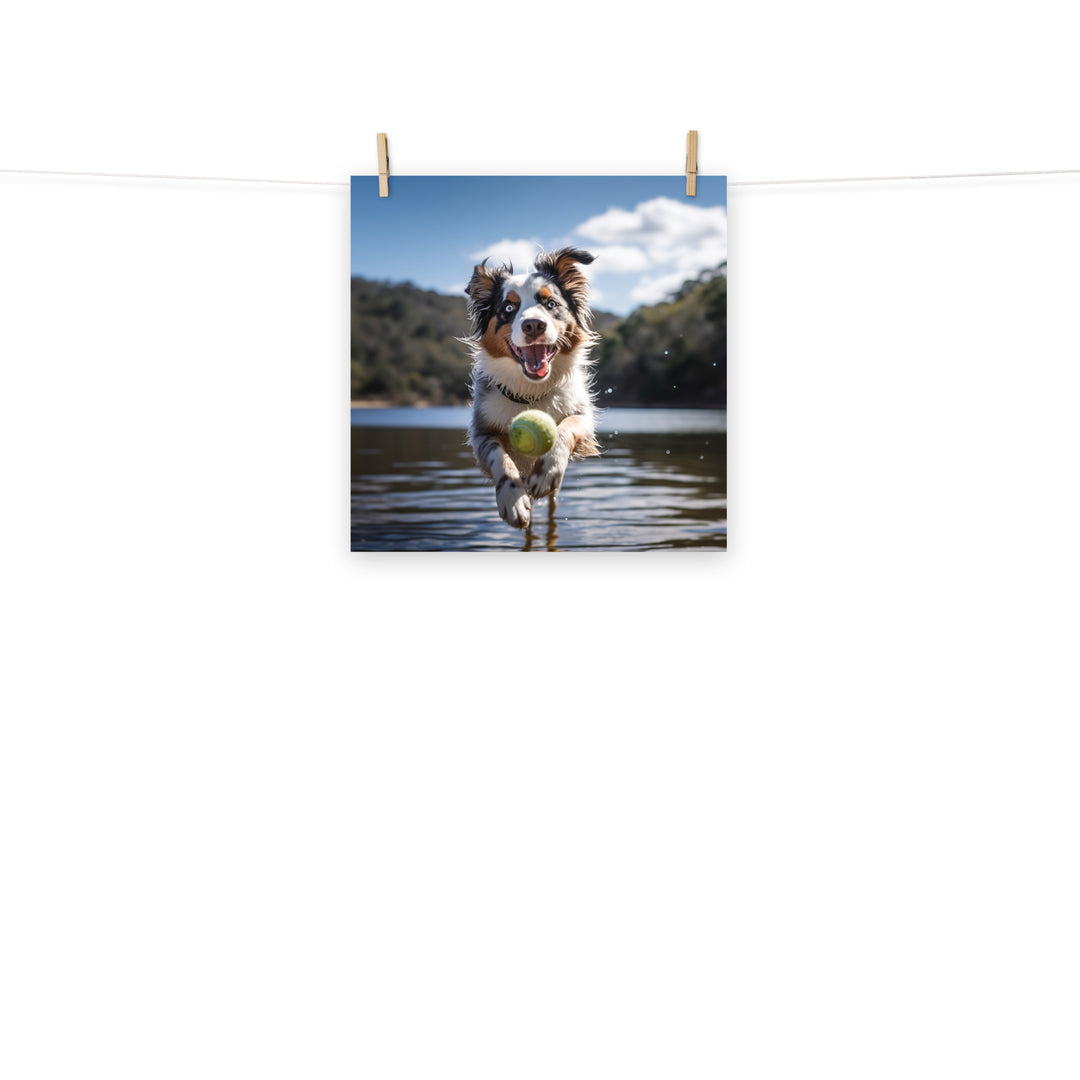 Australian Shepherd Photo paper poster - PosterfyAI.com
