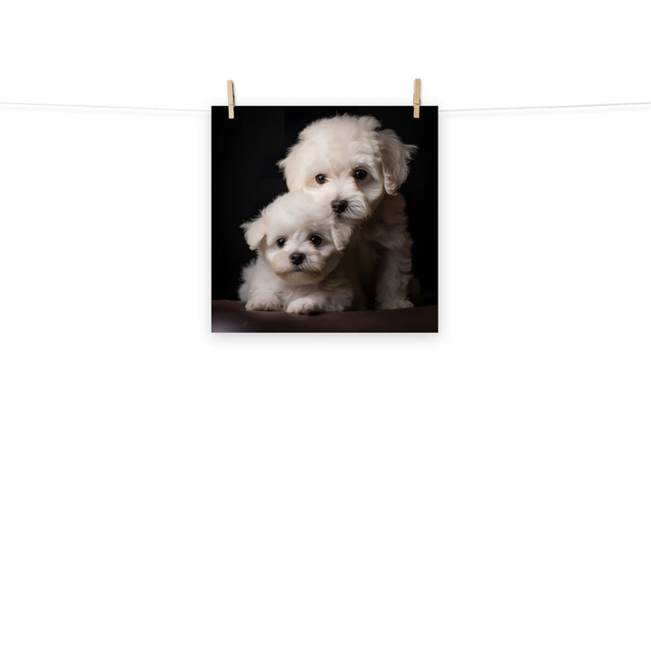 Bichon Frise Photo paper poster - PosterfyAI.com