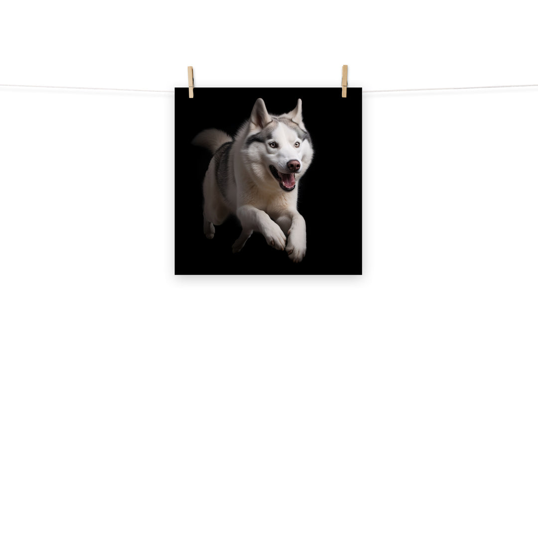 Siberian Husky Photo paper poster - PosterfyAI.com
