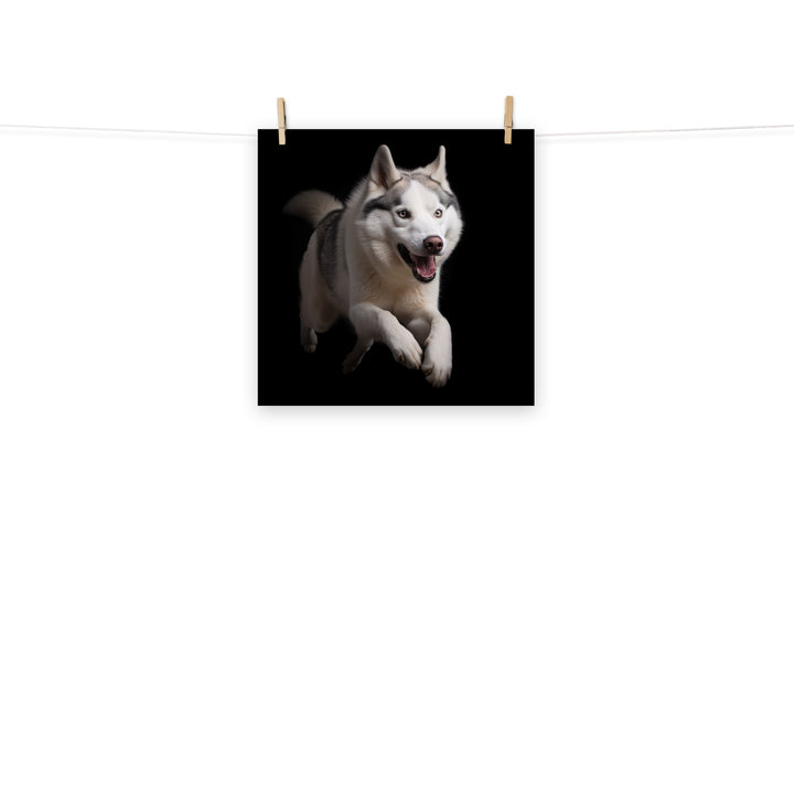 Siberian Husky Photo paper poster - PosterfyAI.com