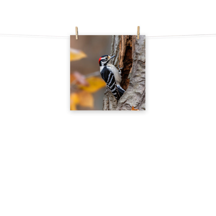 Woodpecker Photo paper poster - PosterfyAI.com