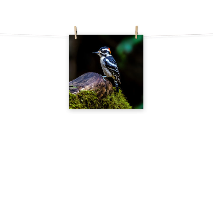 Woodpecker Photo paper poster - PosterfyAI.com