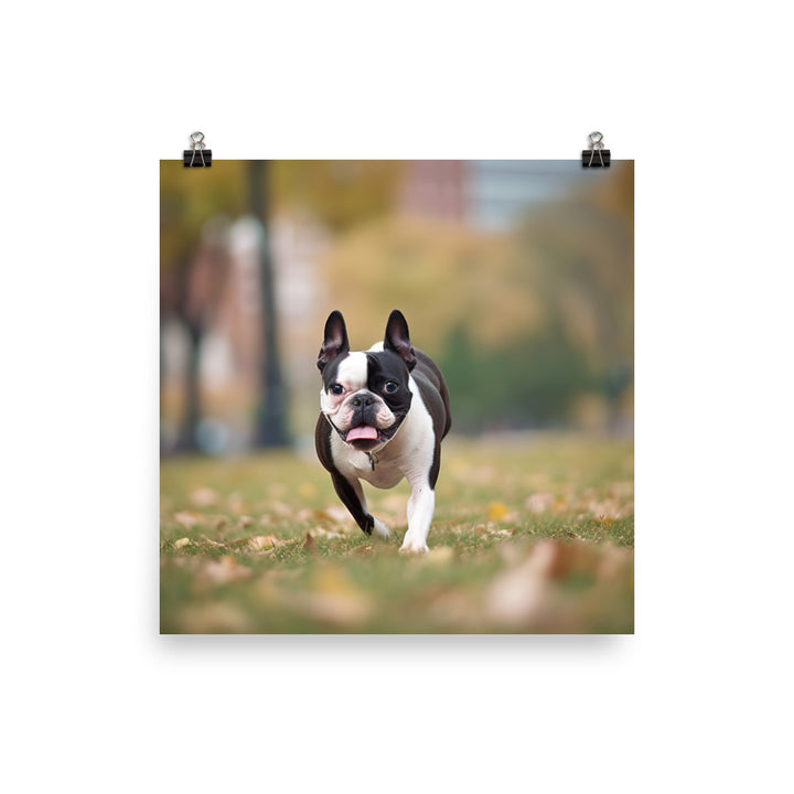 Spunky Boston Terrier in the Park Photo paper poster - PosterfyAI.com