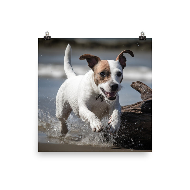 Spirited Jack Russell Terrier at Play Photo paper poster - PosterfyAI.com