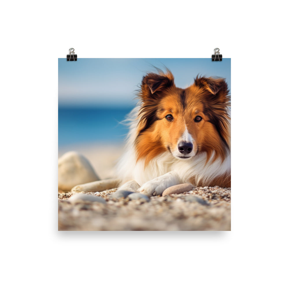 Shetland Sheepdog Relaxing on the Beach Photo paper poster - PosterfyAI.com