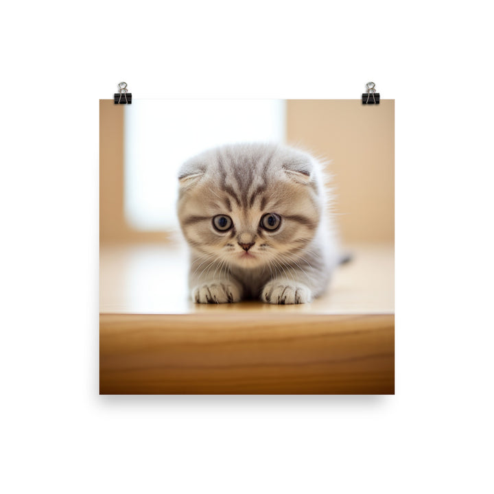 Scottish Fold Kitten Photo paper poster - PosterfyAI.com
