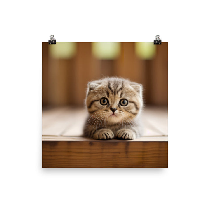 Scottish Fold Kitten Photo paper poster - PosterfyAI.com