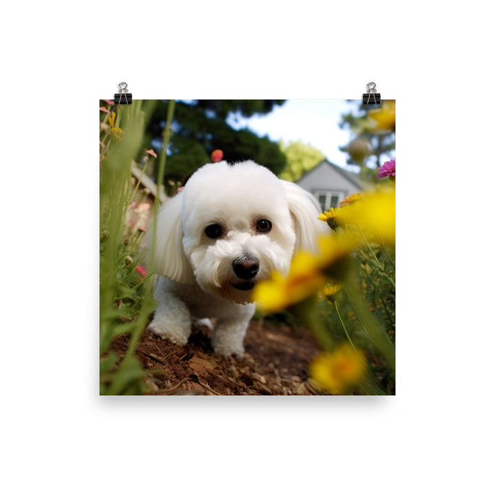 Bichon Frise in a Garden Photo paper poster - PosterfyAI.com