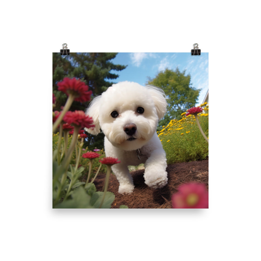 Bichon Frise in a Garden Photo paper poster - PosterfyAI.com