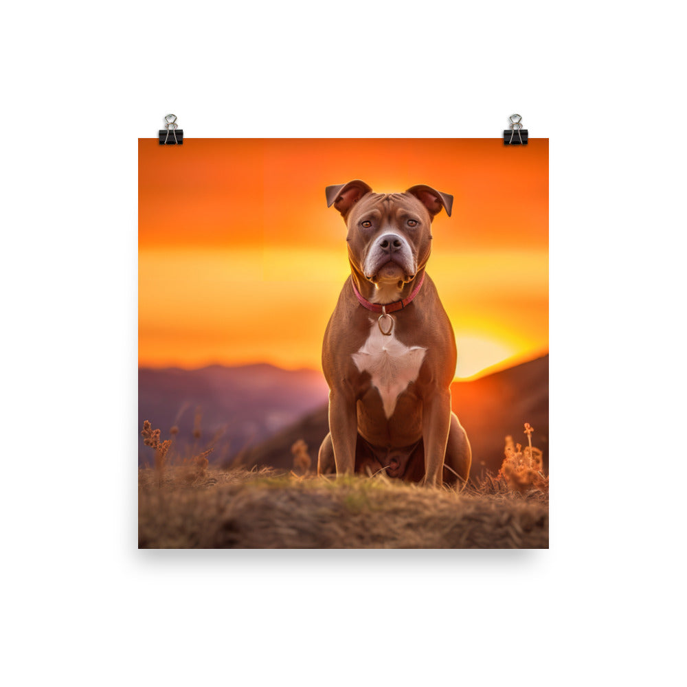 American Staffordshire Terrier at Sunset Photo paper poster - PosterfyAI.com