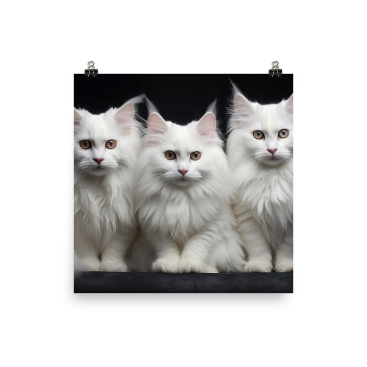 Turkish Angora Photo paper poster - PosterfyAI.com