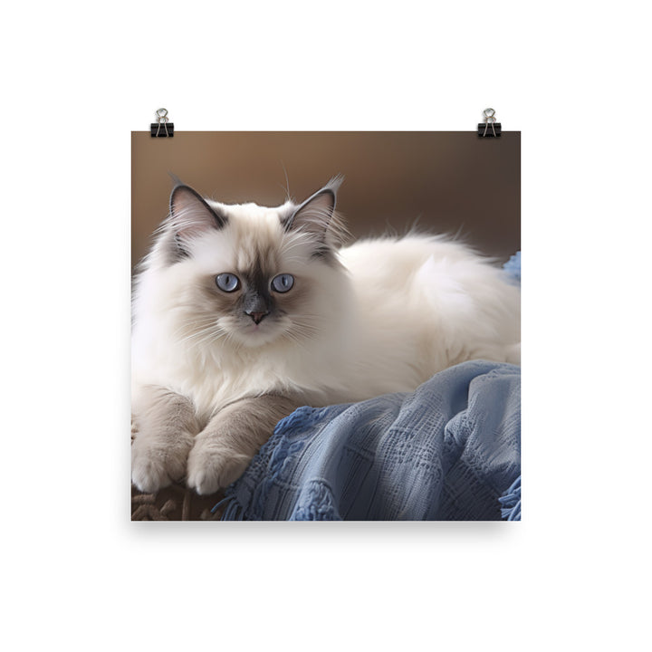 Birman Photo paper poster - PosterfyAI.com